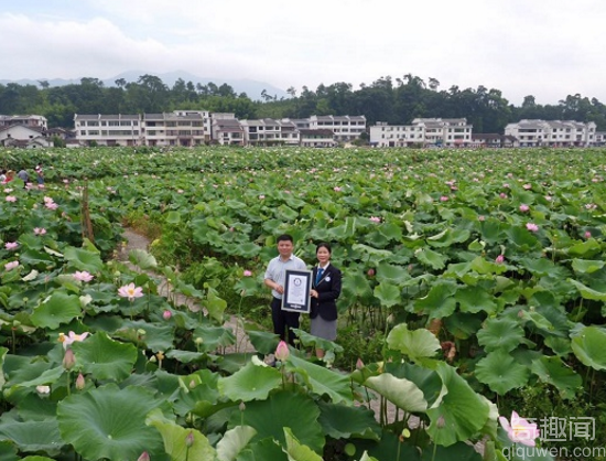 中国莲花第一村 获得世界最大莲池的称号