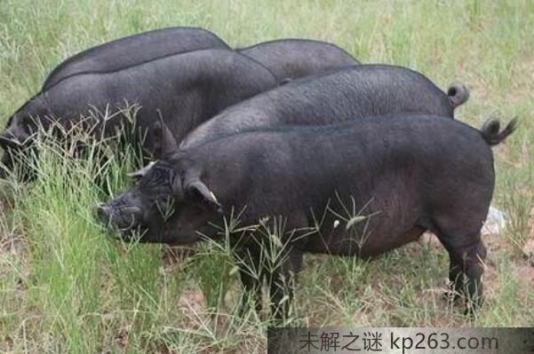中国古代有白猪吗：本土黑猪濒临灭绝种类达29种(古代没有白猪)