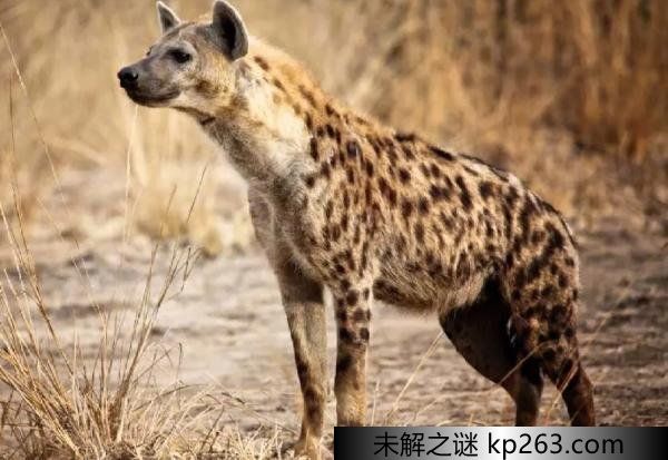  非洲比较危险的一种动物 斑鬣狗一种猛兽(跳跃能力差)