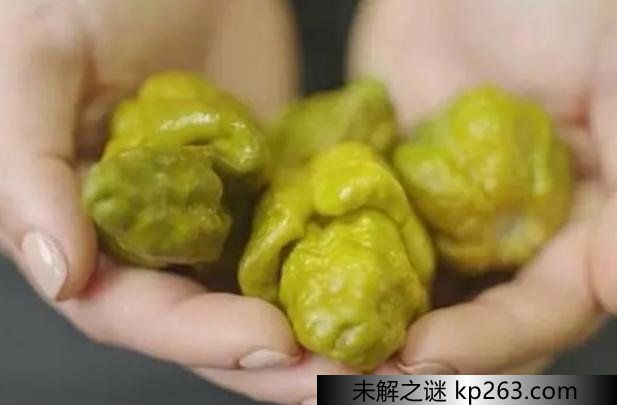 世界上最辣的辣椒叫什么名字 独特的味道很受欢迎（X辣椒）