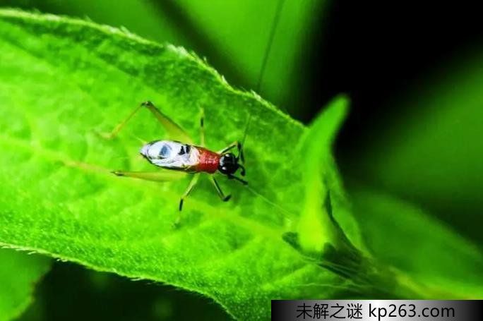  世界十大名贵蟋蟀 蟋蟀哪个品种最值钱（中华斗蟋）