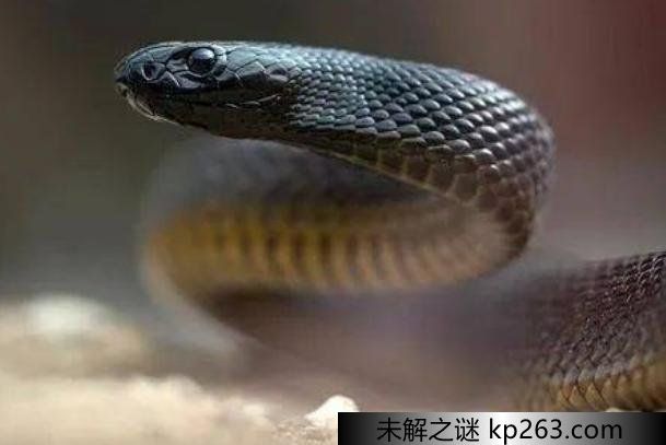  世界上最毒的陆栖毒蛇是哪种 分布在澳大利亚中部（细鳞太攀蛇）