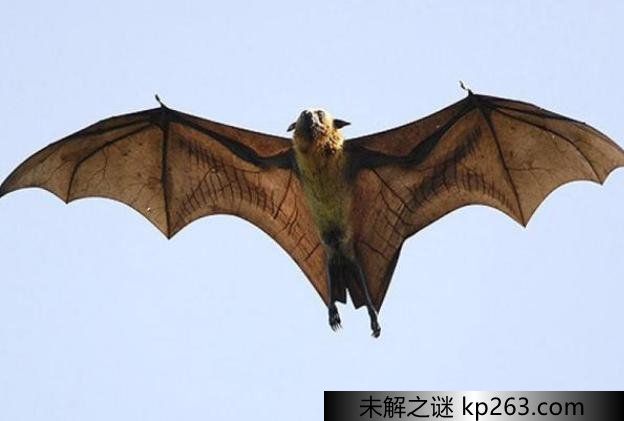  带有淡奶味却携带埃博拉病毒的蝙蝠是哪种 觅食能力非常强（果蝠）