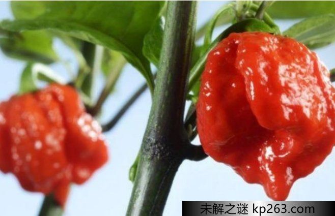  辣度200万SHU的辣椒是哪种 花了十年时间培育（卡罗莱纳死神辣椒）